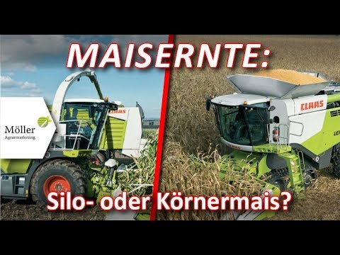 Maisernte 2019 - Mais als Körnermais oder Biogasmais ernten? Was bringt in der Maisernte 2017 mehr?