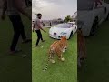 Most Expensive Luxurious Biggest Car Famous Showroom Lover Shorts Car Tiktok Viral Reels Shot