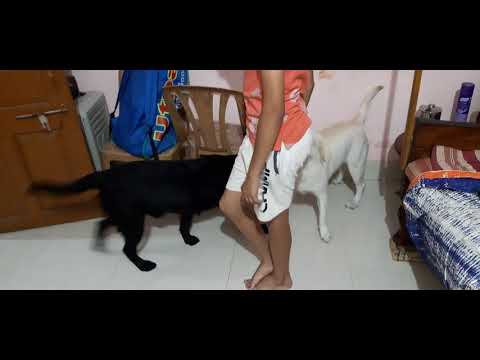 Dogs are thugs #1.My two dogs rani and sheru, sniffing competition.