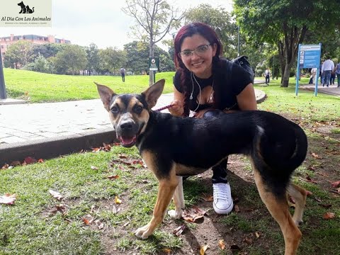 #AlDíaConLosAnimales / Adriana Rodríguez Adoptante De Sultana 🐶 - Bogotá DC / 30/Diciembre/2019