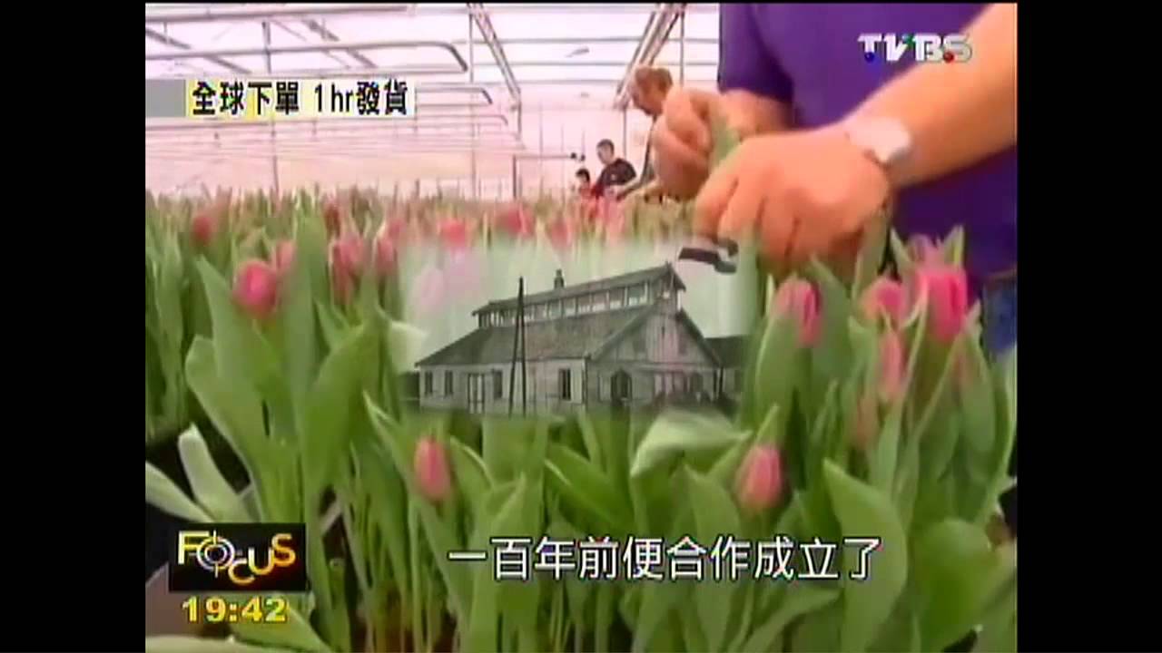 【FOCUS新聞】全球最大花卉交易中心 下單1hr發貨