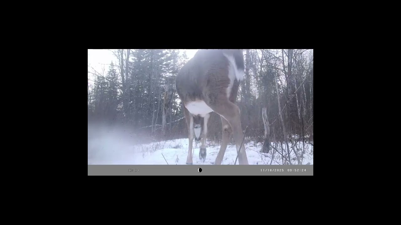 Come Look At The Wildlife Cam