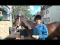 PONY Visit Ross Nye Stables In Hyde Park London