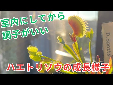 園芸 ジャンセニスト カーネーション、ハエトリソウ、リクニス ビスカリア