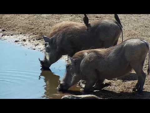 Djuma: Warthogs-two adults - 11:13 - 08/04/19