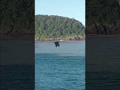 Praia da  galheta em  penha  sc