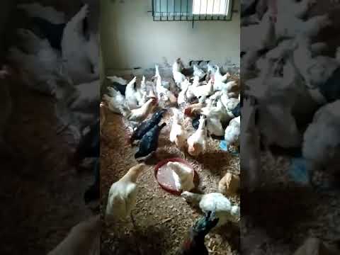 , title : 'Poultry Breeding / Di-hybridization Project'