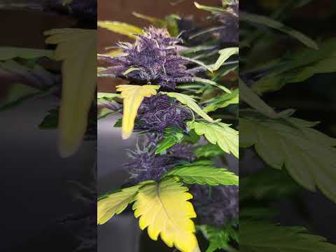 Purple Lemonade Fastbuds