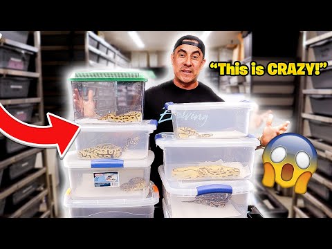 I Bought an ENTIRE NEW Snake Collection!