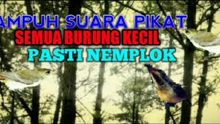 Download lagu SUARA PIKAT SEMUA BURUNG KECIL AMPUH... mp3