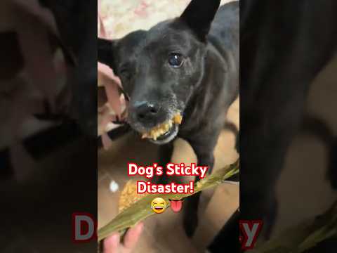 This Dog’s Sticky Treat Struggle is TOO FUNNY! 😂🐶 #DogReactions