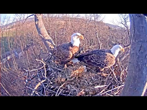 Hanover 160301  0723 Mom with grass & shift change