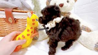 ティーカッププードルの動画02