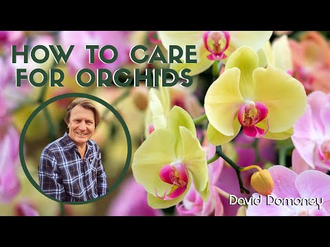 , title : 'How to care for and breed orchids & keikis with David Domoney'