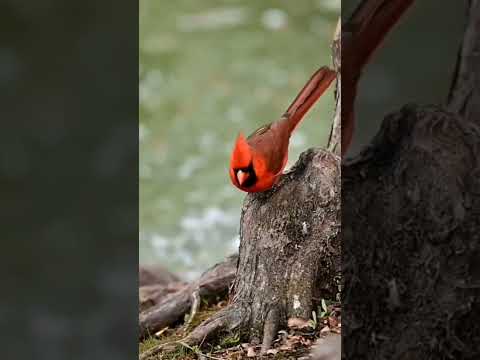 Northern Cardinal #foryou #birds #wildbirdphotography #naturephotography