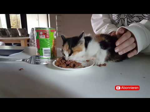 Ormanda buldugumuz kedi yavrusu Lucky'i tedavi ediyoruz.Behandlung von angefahrene Katzen Baby Lucky