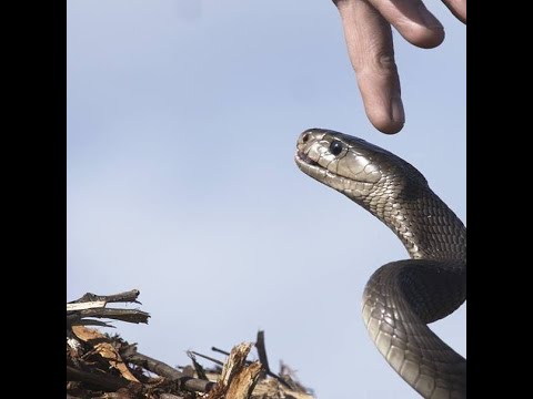 Black mamba vs Human!