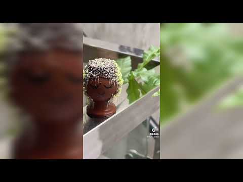 How to Grow Chia Seed Grass Head