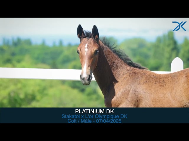 24. Platinium DK