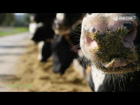 p1 LEADER PF 2 24 Ecomix