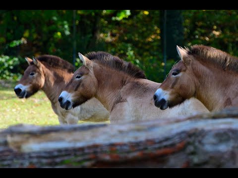 , title : '#HellabrunnFürZuhause Videoclip: Die Przewalski-Pferde aus der asiatischen Steppe'