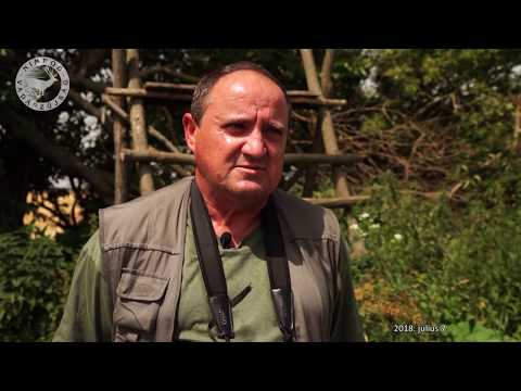 NIMRÓD Percek: Egy gigantikus vaddisznó elejtésének részletei - 222. - 2018.07.07-i adás