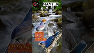 Download lagu prenjak-siri-siri-rambatan #masteran mp3