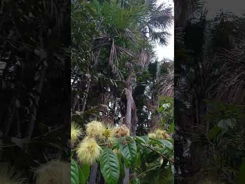 Um brejo lindo no interior do Maranhão!#shorts #interior