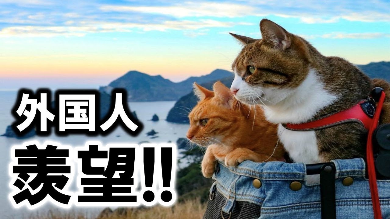 外国人羨望!!俺たちより日本を満喫してる!!全国を旅する２匹の猫が海外サイトで大反響!!【海外の反応】