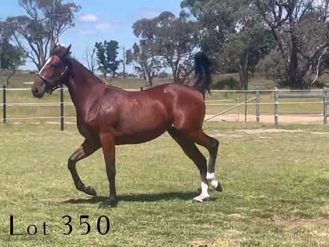 Lot 350 Australian Pacing Gold Sydney 2024