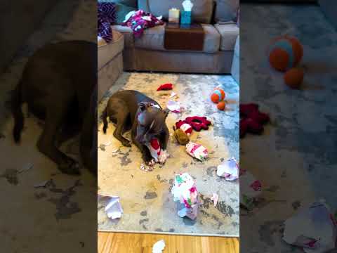 Watch These Dogs Tear Open Their Christmas Presents | The Dodo