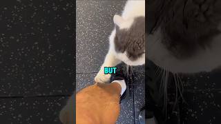 Cat’s claw gets Stuck in Owner’s LEG! 😰🐈