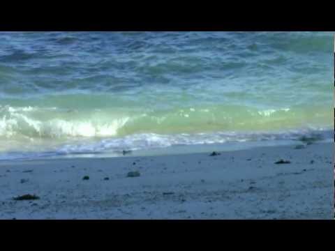 Meeresrauschen mit Möwen