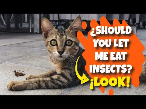 😼¿Should YOU ALLOW your CAT to EAT INSECTS?