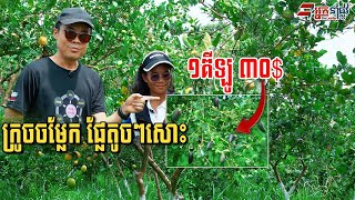 ក្រូចនេះតូចៗតែថ្លៃ១គីឡូលក់ដល់៣០ដុល្លារ ដាំបែបធម្មជាតិមិនប្រើគីមី ក្បែរសមុទ្រខេត្តកែប