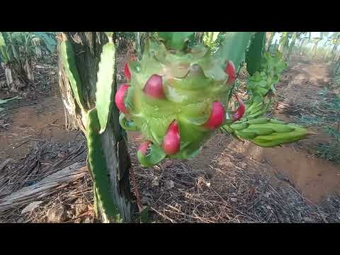 Pitaia RARA no Cujubim-Ro #vidanaroça #caminhoparaumavidamelhor #pitaia 