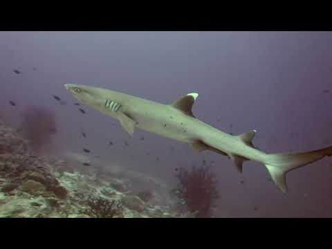 Watch This Dude Jump Off The Back Of A Boat To Catch A Baby Shark With His Hands