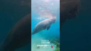 ジュゴンの息継ぎの瞬間