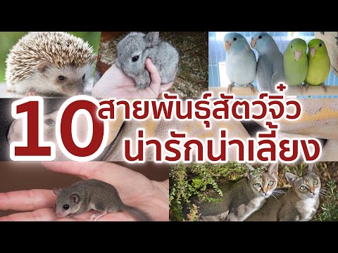 10 สายพันธุ์สัตว์จิ๋ว น่ารักน่าเลี้ยง
