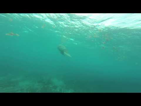First Dive in Puerto Rico - Manatee with Betzaida