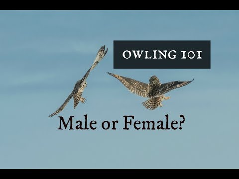 Owling 101: How do you tell if owls are male or female?