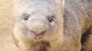 Wombat ウォンバット 行ったり来たりのなかよしさん