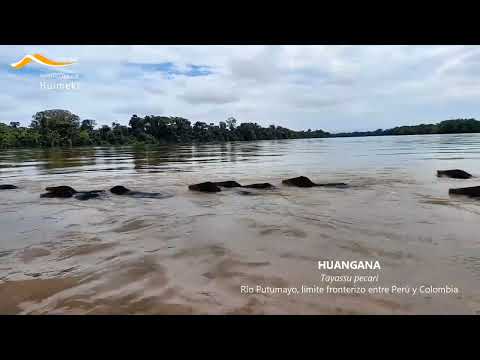 Huanganas cruzando el río Putumayo de Perú a Colombia - Reserva Comunal Huimeki