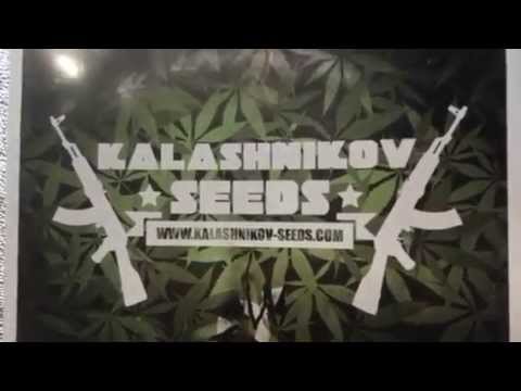 Kalashnikov Seeds