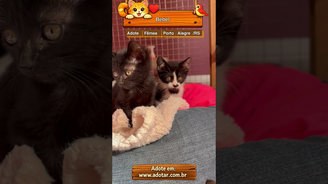 Gato raça SRD-ViraLata idade Abaixo de 2 meses nome Bebel