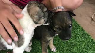 I try to remove come ticks from dog in my village