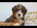 Mini Bernedoodle dogs for sale: Natalie  - Video 1