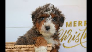 Video preview image #1 Bernedoodle (Miniature) Puppy For Sale in NARVON, PA, USA