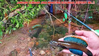 Download lagu HORRIBLE..!! Be careful when fishing for Channa Limbata fish in a river like this mp3