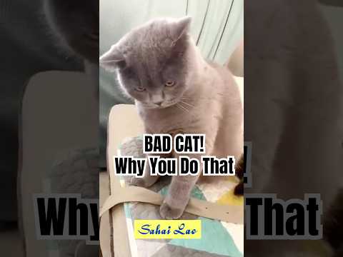Why You Do That #cat #funnyshorts